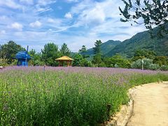 -广州市流溪河国家森林公园