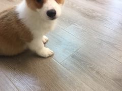 -浣熊柯尔鸭土拨鼠·电玩咖