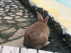 -欢乐松鼠谷