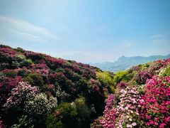 -贵州百里杜鹃风景名胜区