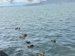 -西湖游船