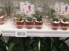 -盒马X会员店(上海森兰商都店)