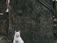 -长春观