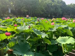 -陈家山荷花公园
