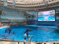 -海合安成都极地海洋公园