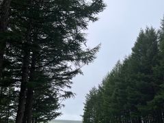 -塞罕坝国家级自然保护区