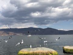-才村湿地公园