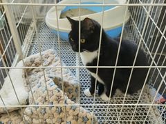 -壹迦桌游·血染钟楼剧本杀狼人杀