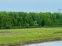 -溱湖国家湿地公园