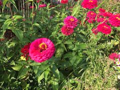 -北纬44度·金珠花海休闲农业旅游景区