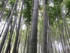 -上海佘山国家森林公园天马山园