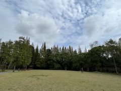 -上海滨江森林公园