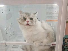 -车接车送·寄养洗护·德文猫舍(大宁店)