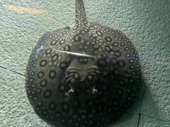 -上海海洋水族馆