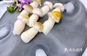 Fresh Ganoderma Lucidum Mushroom