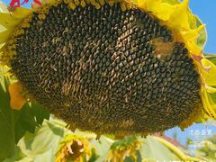 -长春公园(普阳街道)