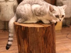 -more than meow吴止猫主题餐厅(承德 中船汇店)