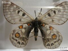 -上海昆虫博物馆