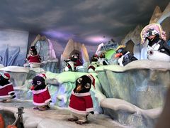 -帝企鹅自助餐厅•儿童岛•真企鹅(长隆企鹅酒店)