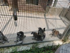 -石家庄市动物园