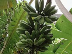 -云溪植物园