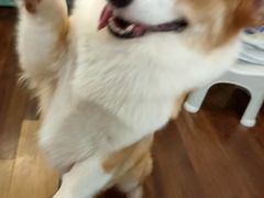 -柯斗斗主题餐厅·狗咖·围炉煮茶·茶饮(国瑞升平里店)