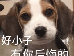 -蝎王府羊蝎子(北大地店)