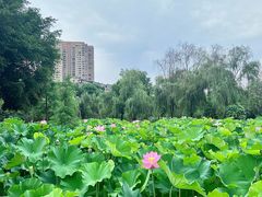 -沐仙湖湿地公园