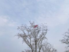 -上海滨江森林公园