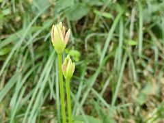 -西湖风景区十里琅珰-五云山