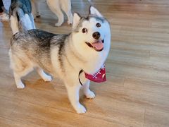 -Husky Go! 哈士奇体验馆·宠物咖啡厅狗咖