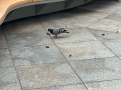 -新罗免税店(首尔总店)