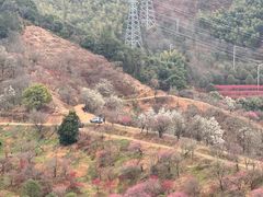 -新建村梅花