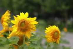 -大望京儿童游乐场