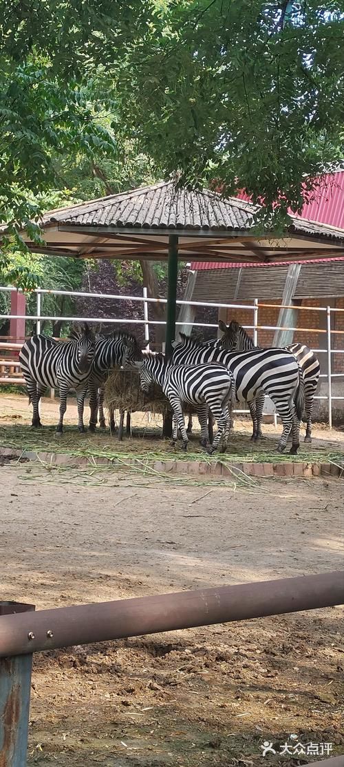 郑州市动物园图片