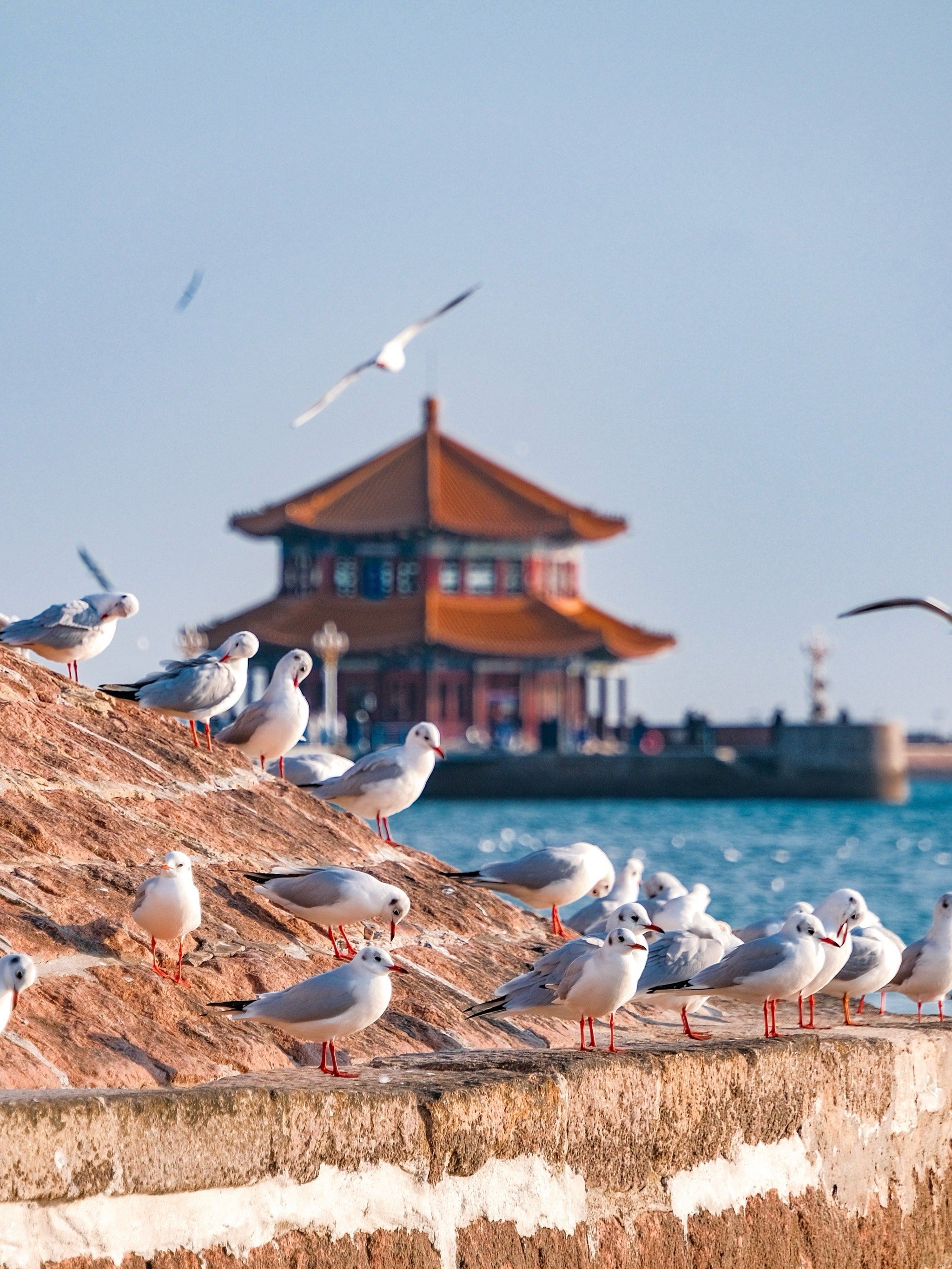 青岛|"走,去栈桥整点油条"🐦12.11海鸥