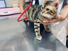 -瑞派名望志远动物医院·猫科·內科·异宠专科(直港大道店)
