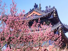 -梅花山(明孝陵内)