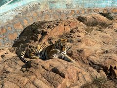 -西霞口神雕山野生动物世界