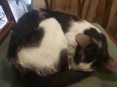 -猫色咖啡·猫咖