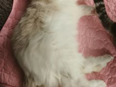 -猫猫幼稚园·撸猫·桌游·电玩