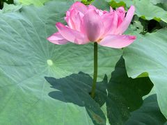 -陈家山荷花公园