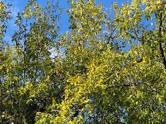 -花盐街·四川乐山小吃(西单大悦城店)