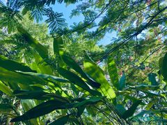 -中国科学院西双版纳热带植物园