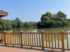 -大湾区中央湿地公园