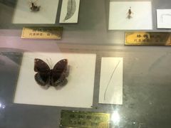 -上海昆虫博物馆