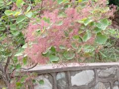 -北京西山国家森林公园