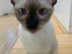 -李小姐の猫咖啡馆(五角场店)