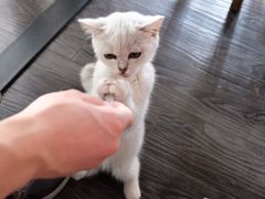 门面-吉丁鸟咖·异宠·寄养