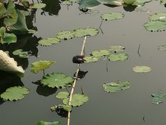-艾溪湖湿地公园